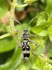 Chlorophorus macaumensis