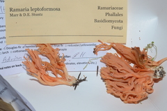 Ramaria leptoformosa