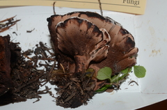 Hydnellum scrobiculatum