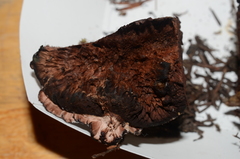 Hydnellum scrobiculatum