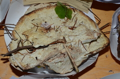 Calcipostia guttulata