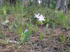 Rhododendron atlanticum