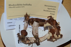Rhodocollybia badiialba