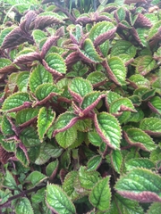 Coleus amboinicus