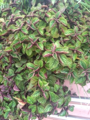 Coleus amboinicus