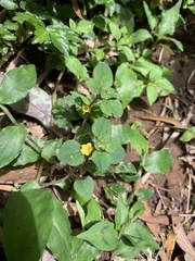 Lysimachia japonica