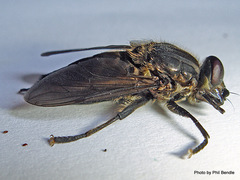 Orthoprosopa bilineata
