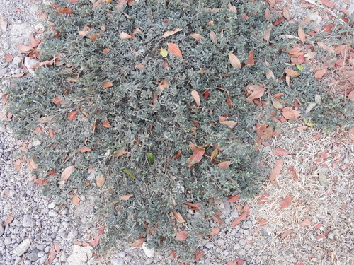 Fourspike heliotrope (Euploca procumbens)