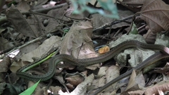 Echinanthera cephalostriata