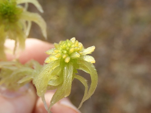 Image of Sphagnum pacificum by no rights reserved