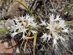 Allium tolmiei