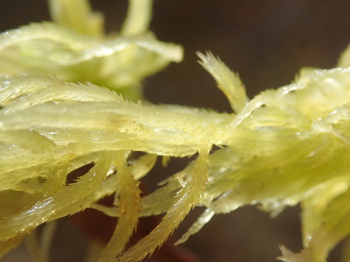 Image of Sphagnum pacificum by no rights reserved