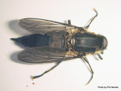 Orthoprosopa bilineata