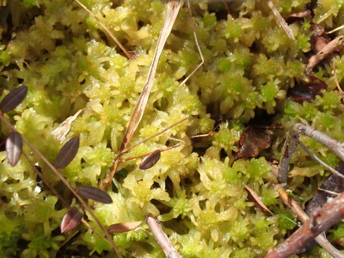 Image of Sphagnum pacificum by no rights reserved