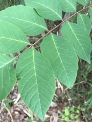 Toxicodendron trichocarpum