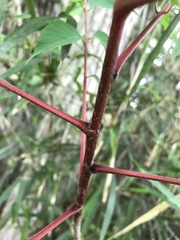 Toxicodendron trichocarpum