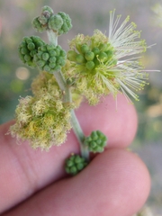 Mimosoideae