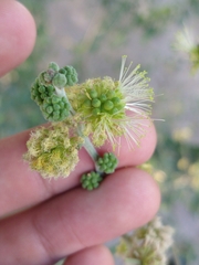 Mimosoideae