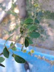 Mimosoideae