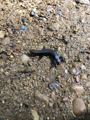 Plestiodon anthracinus