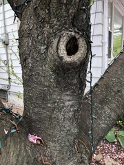 Prunus
