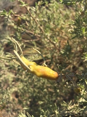 Asphondylia atriplicis