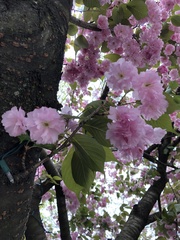 Prunus