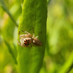 Salticidae