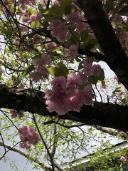 Prunus