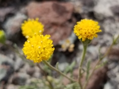 Chaenactis nevii