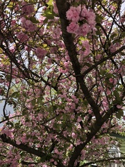 Prunus