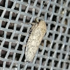 Curtara