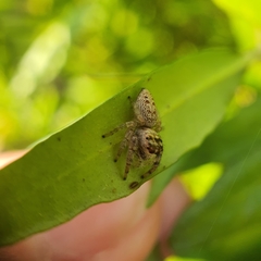 Salticidae