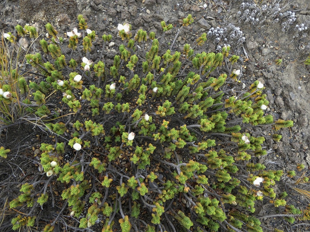 Pimelea microphylla, New Zealand, by chrisclose