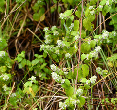 Minthostachys mollis