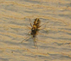 Sericophanes heidemanni