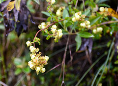 Calceolaria hyssopifolia