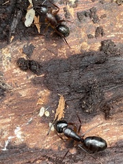 Camponotus kiusiuensis