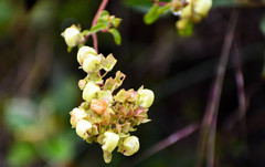 Calceolaria hyssopifolia