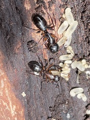 Camponotus kiusiuensis
