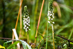 Cyclopogon peruvianus