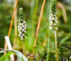 Cyclopogon peruvianus