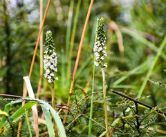 Cyclopogon peruvianus