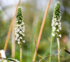 Cyclopogon peruvianus