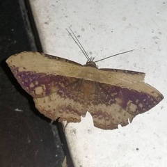 Hemeroblemma numeria