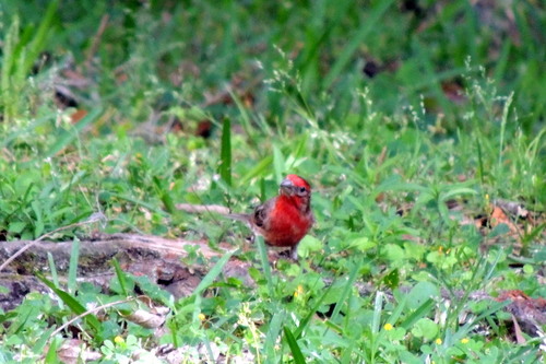Fringillidae image