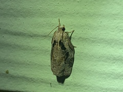 Archips grisea