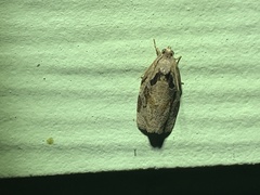 Archips grisea