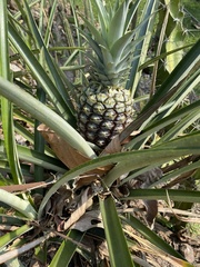 Ananas