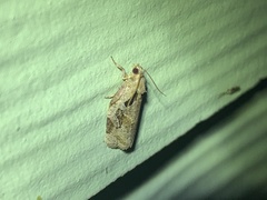 Archips grisea